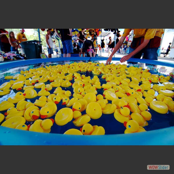wide angle ducks2
