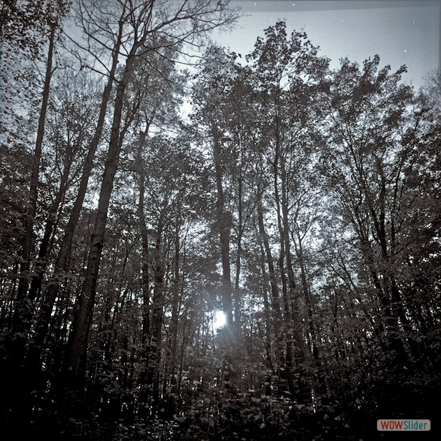 trees1