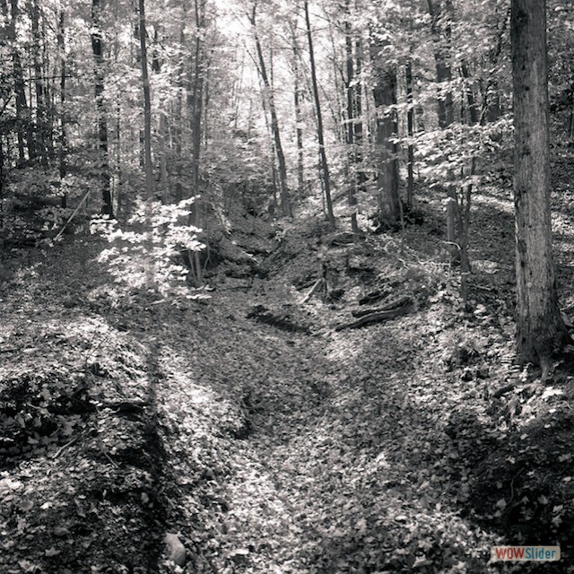 trees16