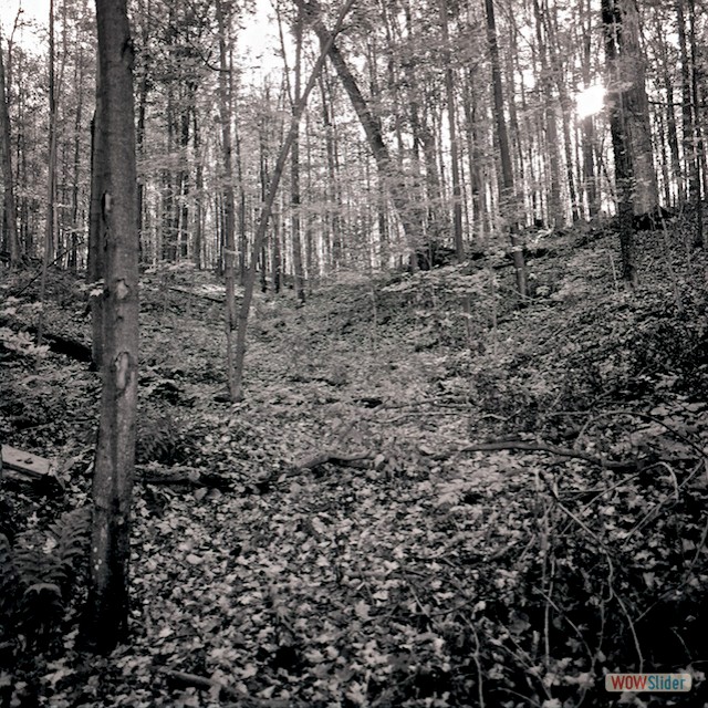 trees3