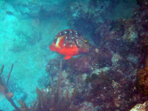 Melanie Heinrich - Travel Images - Barbuda