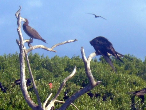 Melanie Heinrich - Travel Images - Barbuda