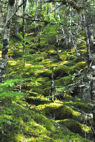 Melanie Heinrich Images - Alaska