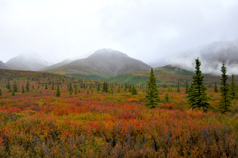 Melanie Heinrich Images - Alaska - Denali