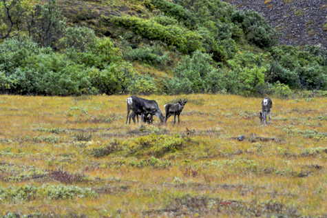 Melanie Heinrich Images - Alaska - Denali