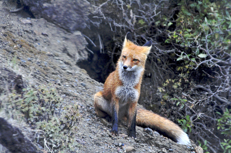 Melanie Heinrich Images - Alaska - Denali