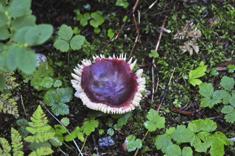 Melanie Heinrich Images - Alaska