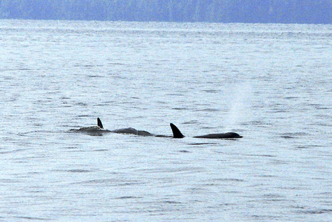 Melanie Heinrich Images - Alaska