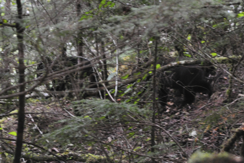 Melanie Heinrich - Travel in Alaska